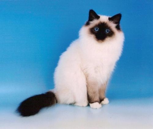 Birman Cat