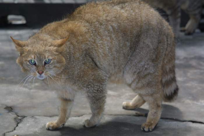 Chinese Mountain Cat