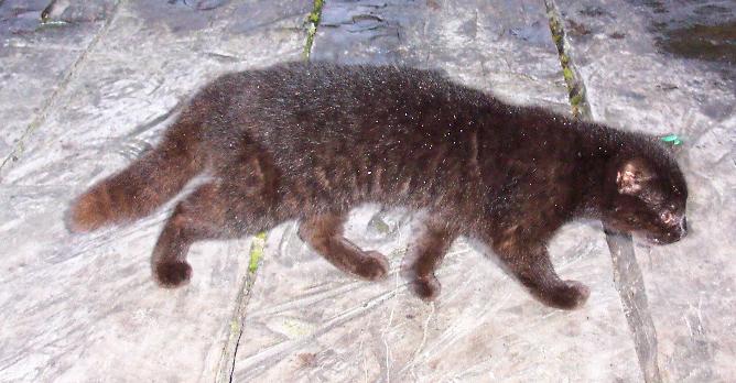 Jaguarundi Curl. Jaguarundi